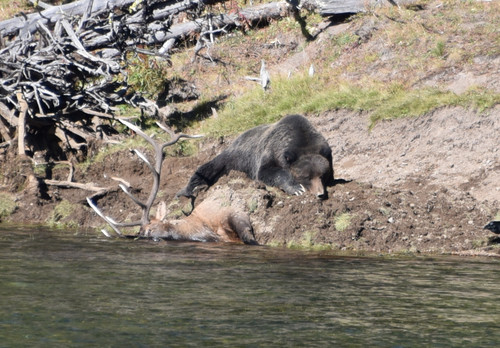 Grizzly Bear (Ursus arctos horribilis)