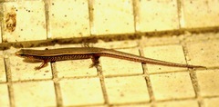 Subdoluseps bowringii