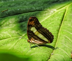 Adelpha basiloides
