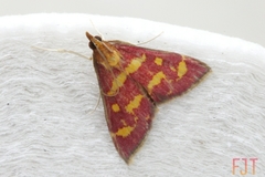 Pyrausta purpuralis