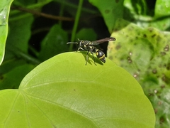 Apodynerus formosensis