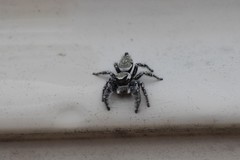 Phidippus carolinensis