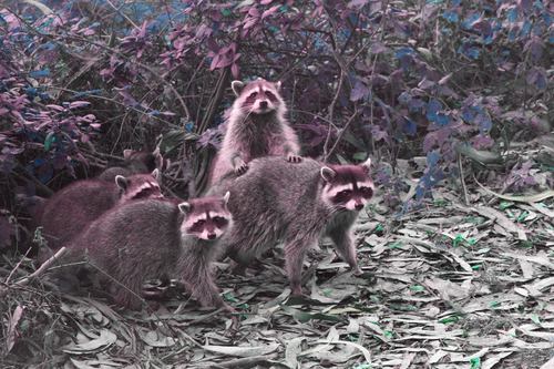 Common Raccoon photographed in California