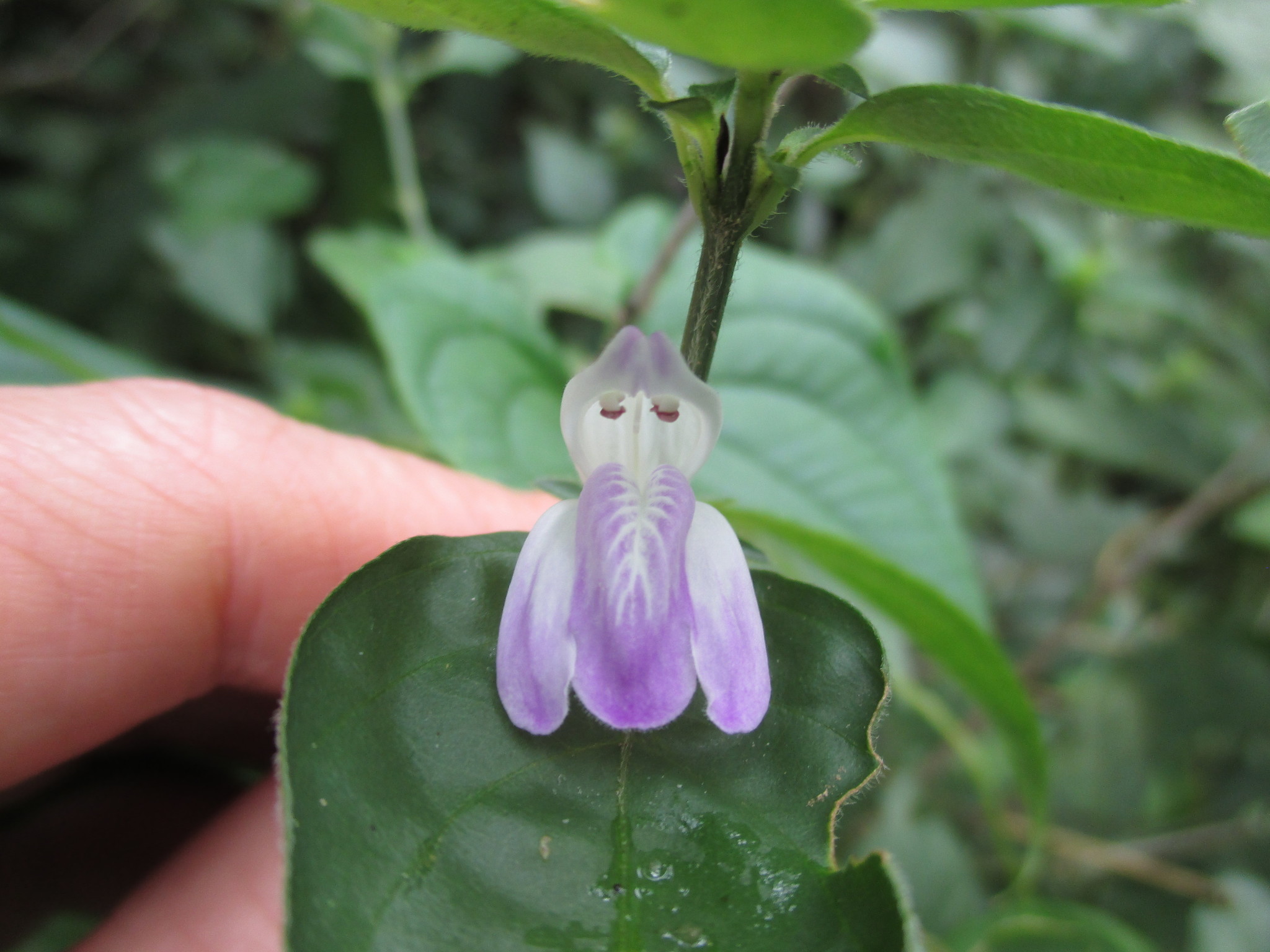Justicia reginaldii image