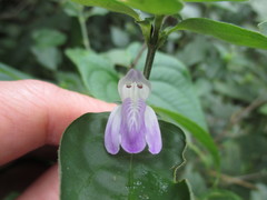 Justicia reginaldii
