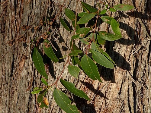 Image of Eucalyptus globoidea by (c) Max Campbell, some rights reserved (CC BY)