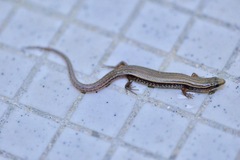 Subdoluseps bowringii