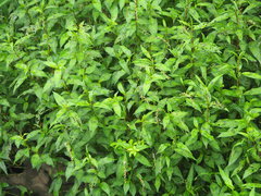 Persicaria pubescens