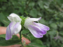 Justicia reginaldii