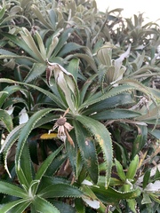 Macrolearia angustifolia