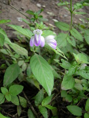 Justicia reginaldii