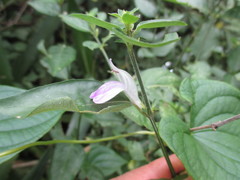 Justicia reginaldii