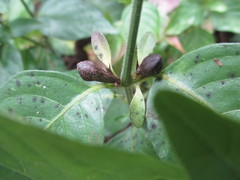 Justicia reginaldii