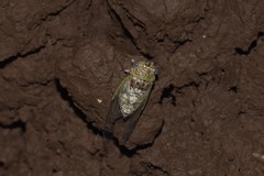 Diceroprocta bequaerti