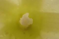 Ipomoea hartwegii