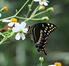 Papilio palamedes palamedes