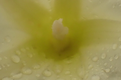 Ipomoea hartwegii