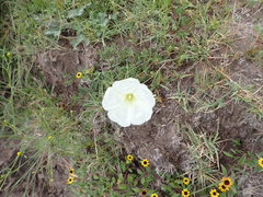 Ipomoea hartwegii
