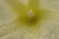 Ipomoea hartwegii