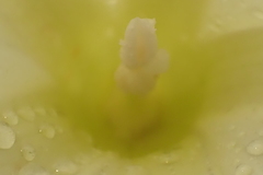 Ipomoea hartwegii