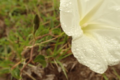 Ipomoea hartwegii