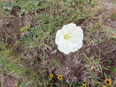 Ipomoea hartwegii