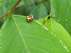 Chiridopsis bowringii
