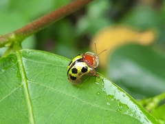 Chiridopsis bowringii