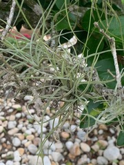 Tillandsia recurvata image