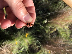 Trichodes bibalteatus