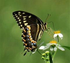 Papilio palamedes palamedes