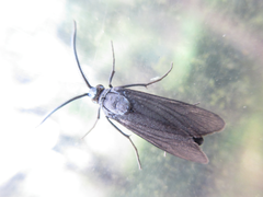 Balataea funeralis