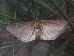 Hypsopygia glaucinalis