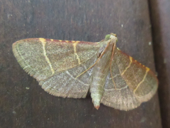 Hypsopygia glaucinalis