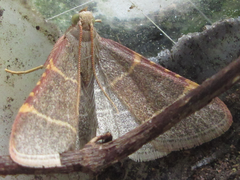 Hypsopygia glaucinalis