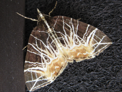 Evecliptopera illitata