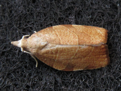Pandemis cinnamomeana