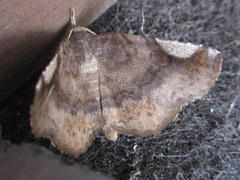 Pangrapta perturbans