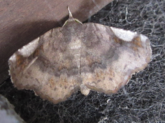 Pangrapta perturbans