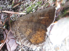 Pangrapta perturbans