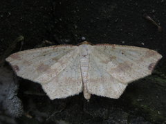 Macaria shanghaisaria