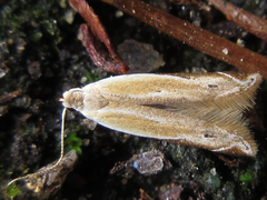 Mesophleps albilinella