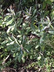 Ceanothus herbaceus