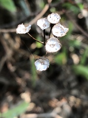 Ceanothus herbaceus