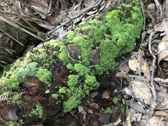 Octoblepharum albidum