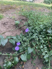 Convolvulus sabatius