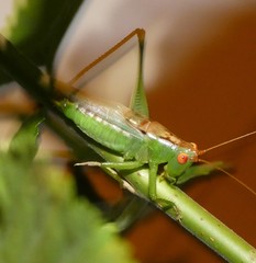 Orchelimum silvaticum