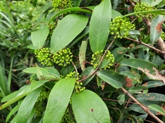 Smilax glabra