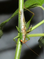 Orchelimum silvaticum