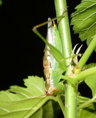 Orchelimum silvaticum